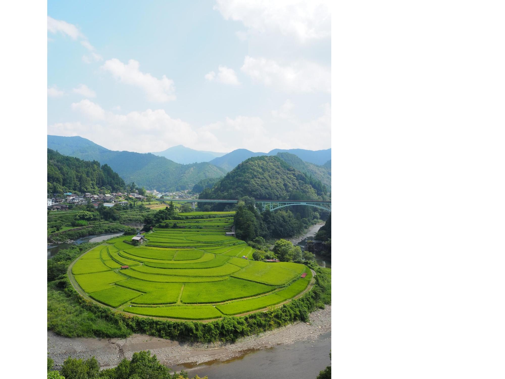 2025年8月26日撮影あらぎ島2