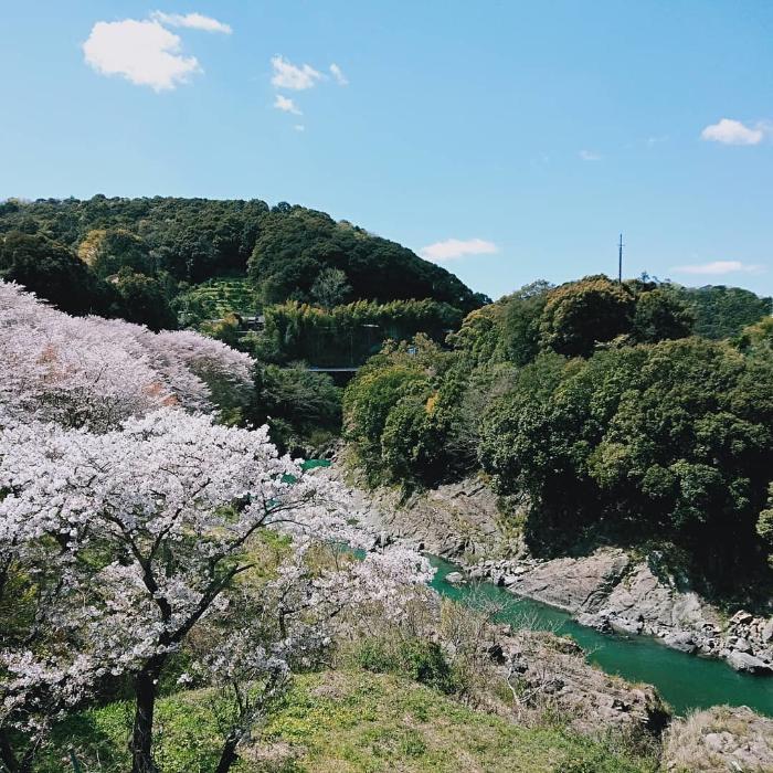 有田川沿いに桜が咲いている写真