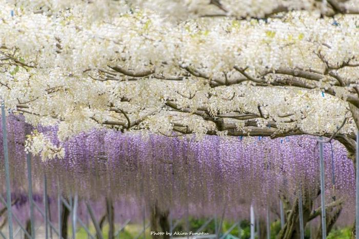 紫色と白の綺麗な藤の写真
