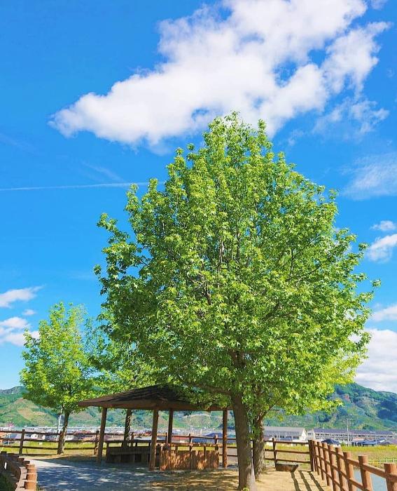 有田川町役場の裏の休憩スペースと緑の生える木々