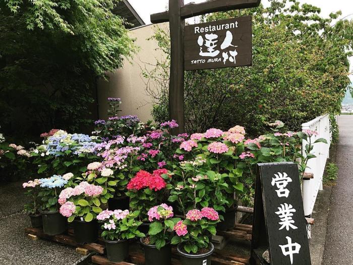 「restaurant達人村」の看板の下に紫陽花が咲いている