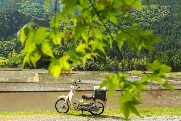 新緑に囲まれた水田と1台の原付バイク