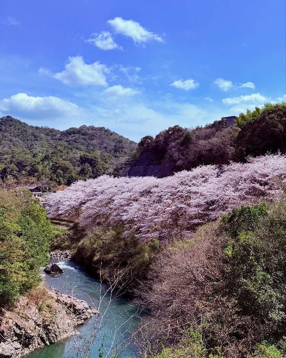 明恵峡の桜