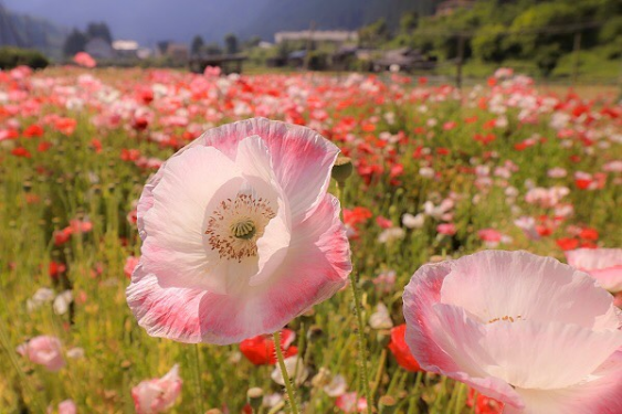 ポピーの花 有田川町